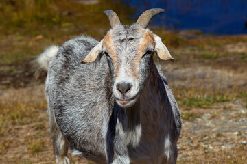 portrait of a goat