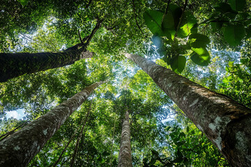 Fototapeta premium Expansive View of Rainforest Canopy Rich in Wildlife and Flora 