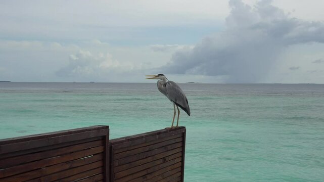 A heron is sitting on the fence of the bungalow. The wind is blowing, the feathers are moving. Cloudy weather with clouds. Small waves in the ocean. The bird is watching. Island.