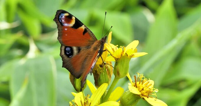 peacock butterfly drinking nectar on ragwort plant(senecio flower) in a park