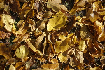 Yellow and brown fallen leaves of mulberry in October
