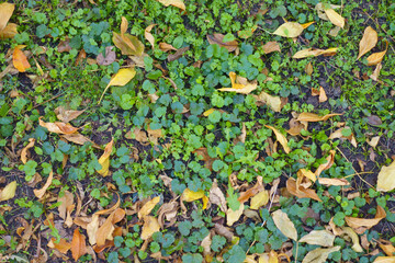 Backdrop - Glechoma hederacea covered with fallen leaves in October