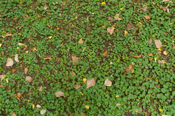 Background - Glechoma hederacea covered with fallen leaves in September