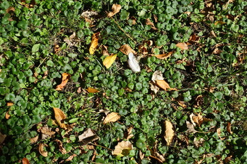 Colorful fallen leaves on Glechoma hederacea in October