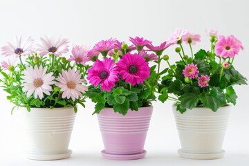 Three charming flower pots showcase vibrant daisies and pink blossoms, adding a touch of freshness and color to the bright, minimalist setting.