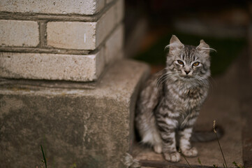 Gray cat near brick white wall