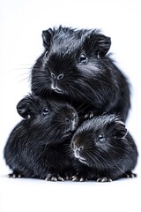 A family of guinea pigs, isolate on white background, standing together with playful and loving expressions.