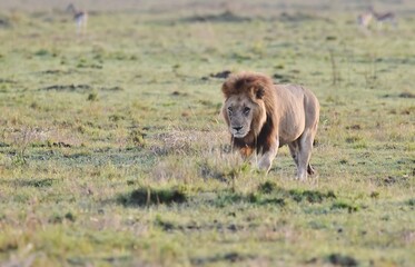 A male Lion walking in then grass.
