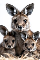 Fototapeta premium A family of kangaroos, isolate on white background, gathered together with joyful expressions and playful poses.