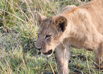 Close up of a Lion Cub walking in grass.