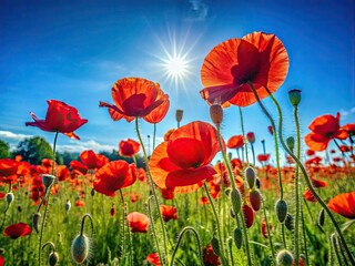 Fototapeta premium Vibrant Red Amapolas Blooming in a Sunny Field Against a Clear Blue Sky in Springtime Serenity