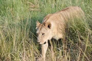 A Lioness walking in grass in The Masai Mara National Park, Kenya.