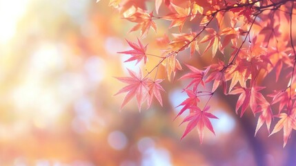 Vibrant autumn leaves in sunlight