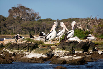 A group, or squadron, of pelicans on costal rocks on an inlet in Western Australia, horizontal