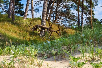 Seascape. Sand dunes on the shore.