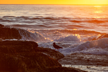 A bird on coastal rocks, in partial silhouette, with waves and an orange sunset