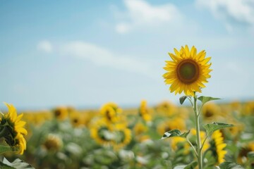 A single sunflower blooms proudly amidst a sea of sunflowers, basking in the warmth of the sun against a clear blue sky, representing summer beauty.