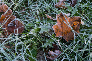Frosty leaves on grass. Close up.