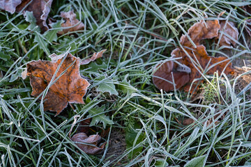 Frosted leafs on frost covered grass. Close up.