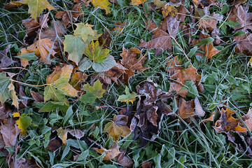 Frosty leaves on grass. Close up.