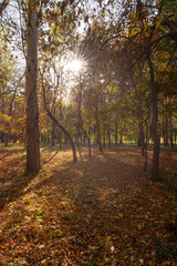 Fototapeta premium The color of autumn leaves, golden autumn in the park, the sun's rays pass through the foliage, vertical photo.