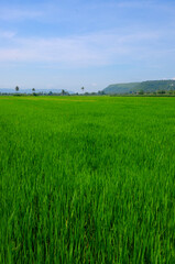 Green rice field with mountains and blue sky background