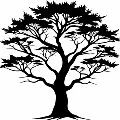 Obraz premium monterey-cypress-tree-silhouette