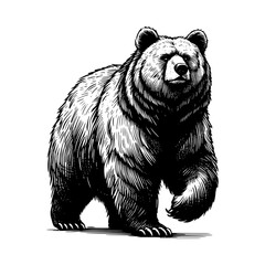 Obraz premium Bear Sketch Style