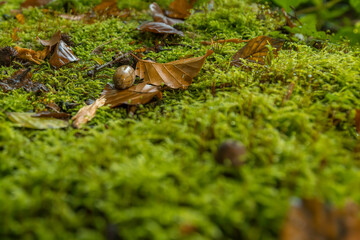 Aufnahme von Früchten und Blättern auf Moos, zur Herbstzeit.
