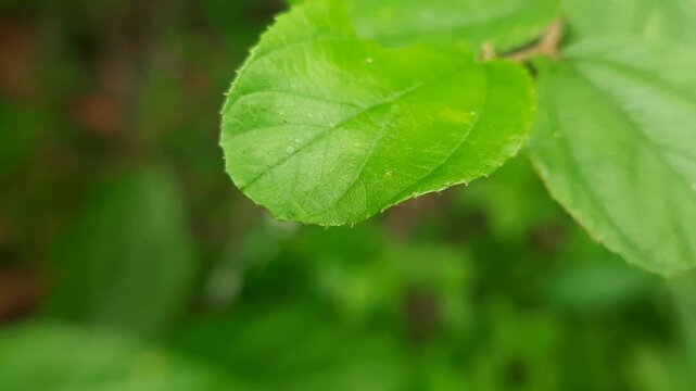 Small-leaved thistle plant. Macro video of a ziziphus mauritiana leaf with blurred background