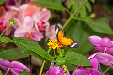 Gros plan du papillon cethosia biblis sur une fleur tropicale jaune