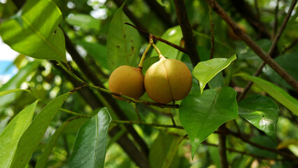 Several ripe nutmeg fruits hanging on the tree branch with lush green leaves, creating a beautiful...