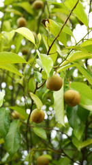 Several ripe nutmeg fruits hanging on the tree branch with lush green leaves, creating a beautiful natural scene.