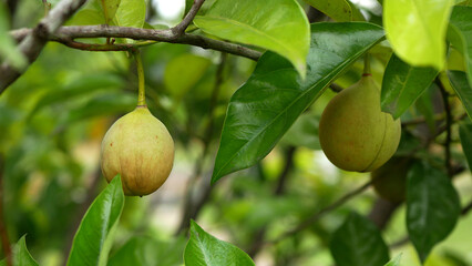 Several ripe nutmeg fruits hanging on the tree branch with lush green leaves, creating a beautiful natural scene.