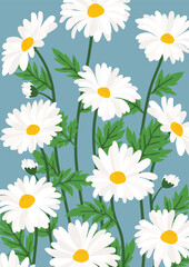 Daisy flower background.Eps 10 vector.