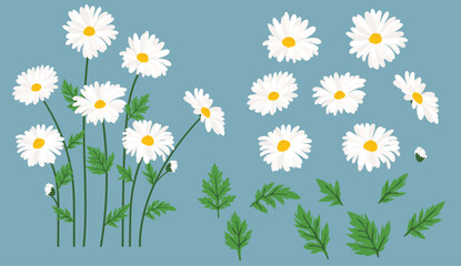 Daisy flower background.Eps 10 vector.