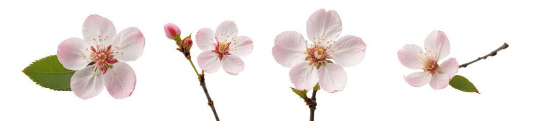 Obraz premium pink cherry blossom flower isolated on transparent background