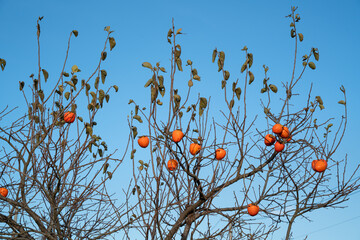 Ripe persimmon hanging on a tree branch.