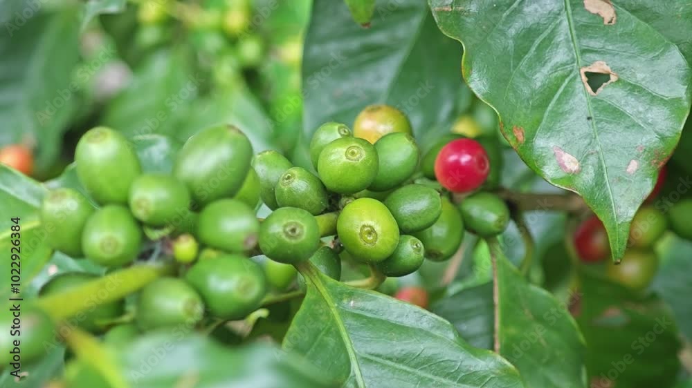 Poster coffee bean on tree