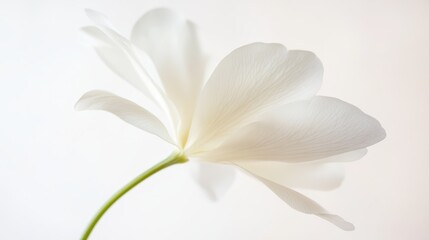 Elegant simplicity, single white flower in full bloom on green stem © admin_design