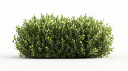Fototapeta premium Dense green shrub with vibrant leaves, isolated on a white background. The foliage appears healthy and lush, offering a natural and fresh appearance.