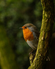 Robin Redbreast is a popular friendly bird featured on Christmas cards who hangs around gardeners hoping for a juicy worm or insect snack but is also territorial and often aggressive to other birds