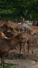 A group of brown deer (Cervidae) in a peaceful forest clearing, with one deer standing alert while others graze. Sunlight filters through the trees, highlighting their coats and creating a calm, natur