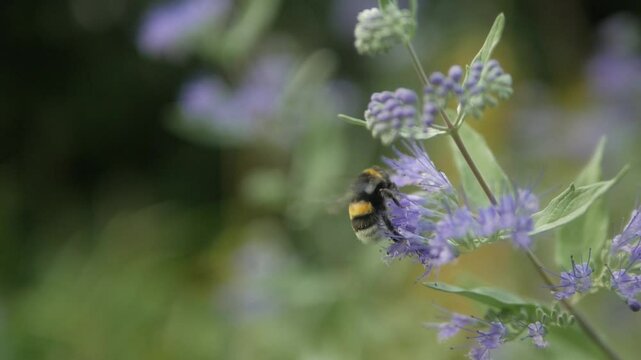 Bumblebee sitting on blue flower and fly away