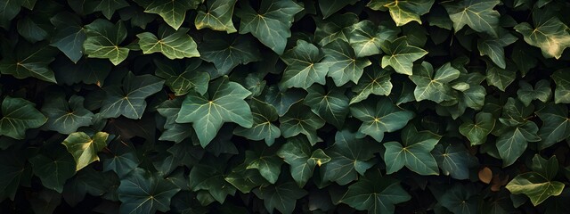 A dense wall of green ivy leaves, captured in high resolution for an enchanting and realistic wallpaper