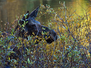 close up of a cow moose grazing in the willows at dusk in fall next to a pond along the million...