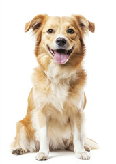 Happy Dog Sitting with Its Tongue Out, Capturing a Fun and Friendly Moment