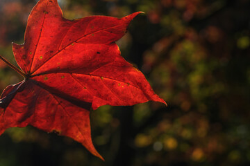 red autumn leaves
