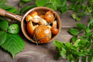 Mushrooms freshly picked in the forest after the rain.