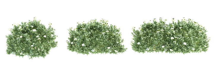 Obraz premium green grass isolated on white